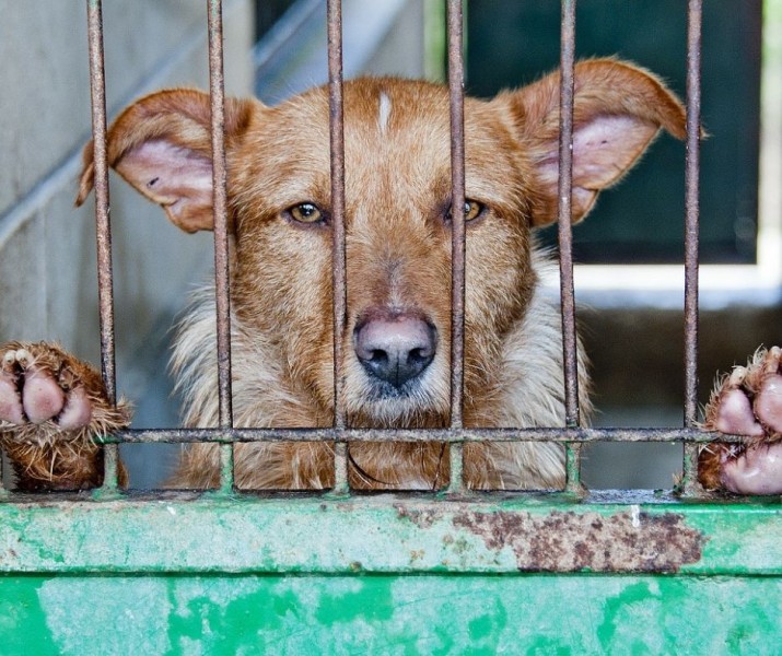 Ritorna il reato dell’estate: l’abbandono degli animali